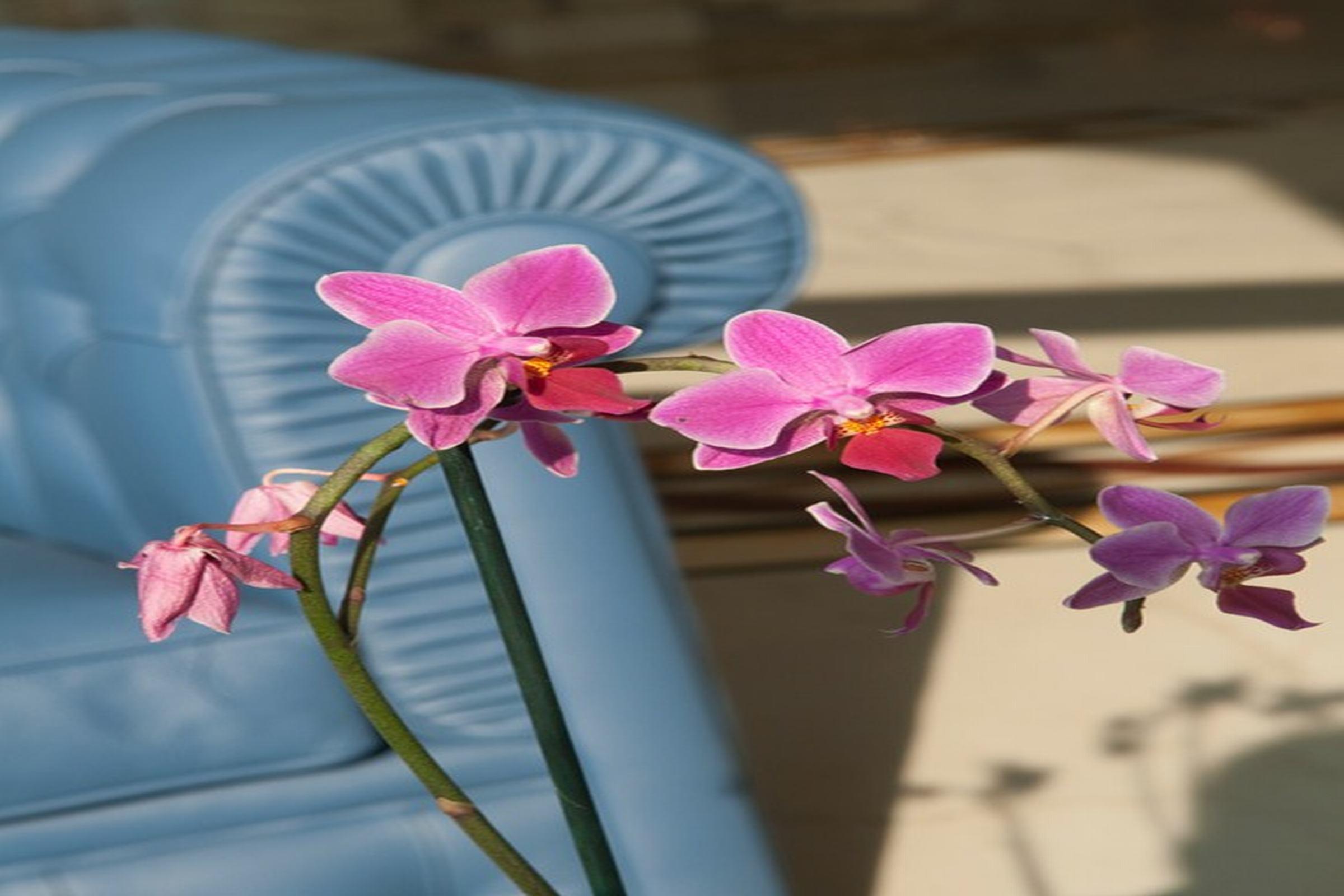 Grand Hotel Italia Cluj-Napoca Exterior photo Phalaenopsis cultivar